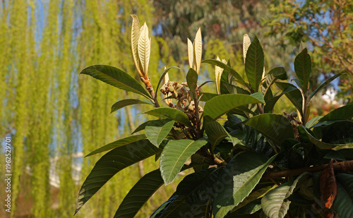 Canvastavla Eriobotrya japonica in the park in spring