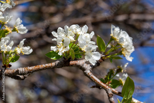 Close up of white pear tree...