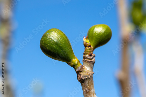 Close up of young green fig...