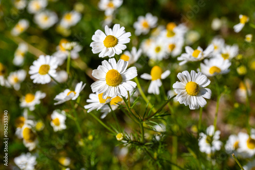 Close up of wild chamomile ...