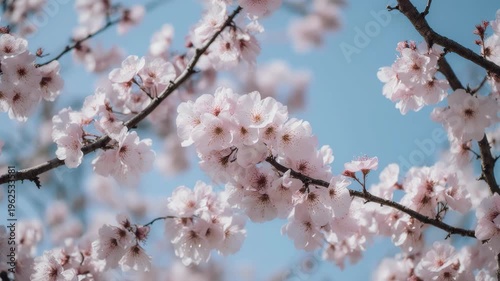 Close-up of delicate pink cherry blossoms on dark branches against a clear blue sky, capturing springtime beauty and renewal