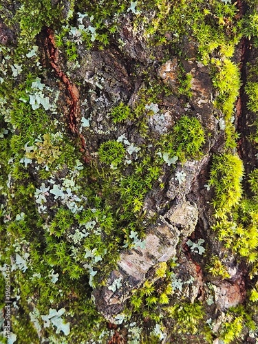 Tree trunk covered in moss and lichen. The moss is green and brown in color. The tree trunk is old and has a rough texture