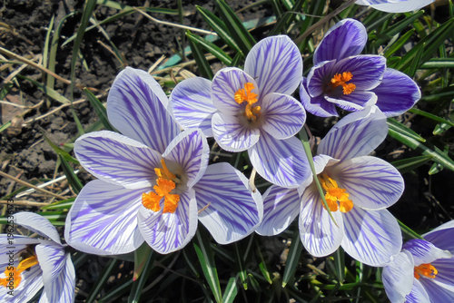 Beautiful large flowers striped crocuses with purple stripes, top view.