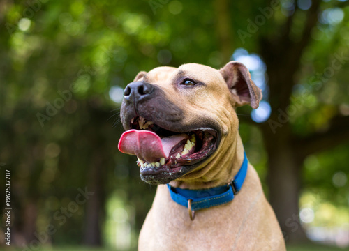 A happy Pit Bull Terrier mixed breed dog with a large tongue