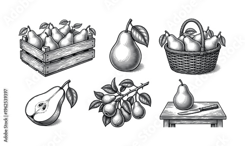 A set of vintage pear fruit illustrations in a detailed black and white engraving style. Includes crate, basket, and branch. Perfect for organic food branding and rustic design.