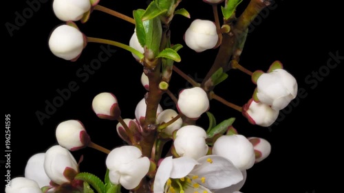 Macro time lapse blooming white blackthorn flowers close-up, isolated on pure black background.