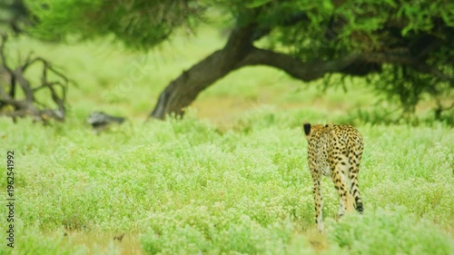 Close Up Of Cheetah Looking for prey in Botswana, South Africa. 