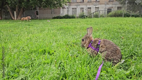 Rabbit is sitting in the grass with a leash on its back. The leash is purple. The rabbit is looking up at the camera. dog