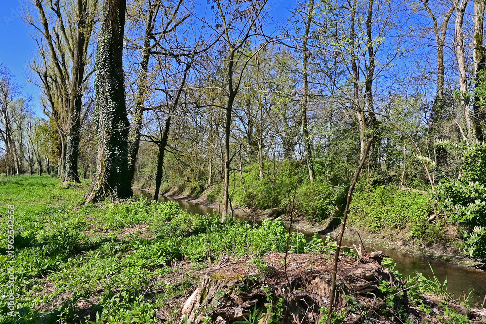 Fototapeta premium Basiglio, primavera in fiore nei canali, rogge e parchi di Basiglio, Lombardia, Italia,