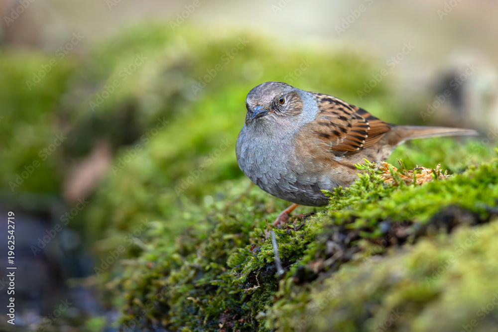 Fototapeta premium Pokrzywnica (Prunella modularis)