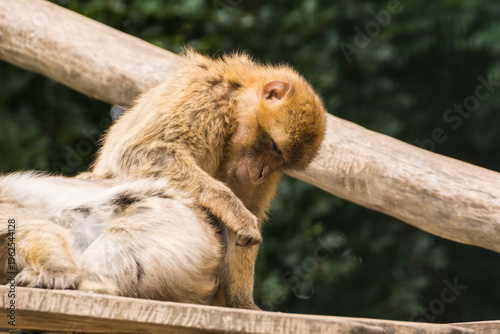 Фотография Barbary macaque social grooming behavior on a wooden log