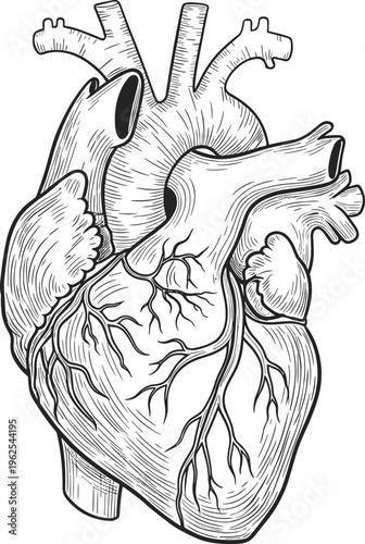 Human heart anatomy illustration, medical drawing, cardiovascular system, coronary vessels detail