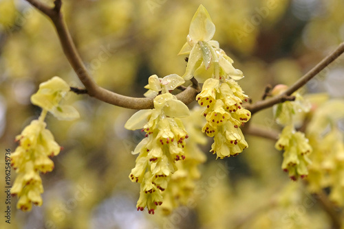 Quadro su tela Yellow Corylopsis spicata, spike witch hazel, in flower.