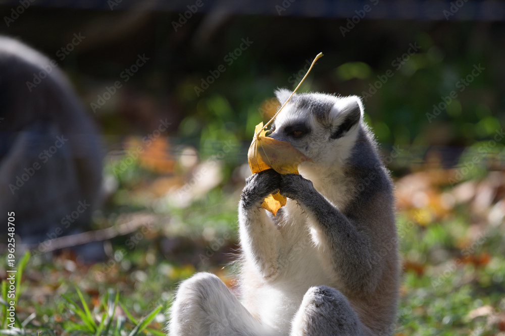 Naklejka premium Ring Tailed Lemur Enjoying a Snack