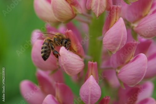 bee on pink flower