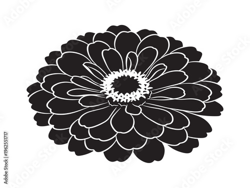 Billede på lærred Colorful zinnia bloom silhouette vector with vibrant summer garden line art