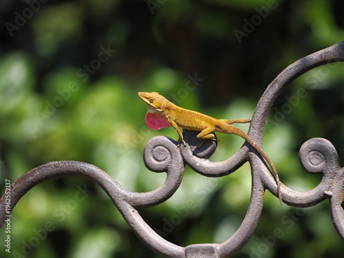 Canvas Print Red anole lizard climbing on ironwork blowing up red throat sack showing non-verbal dominance language
