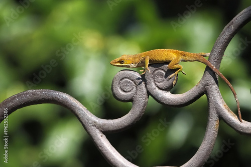 Slika na platnu Red anole lizard climbing on ironwork blowing up red throat sack showing non-verbal dominance language