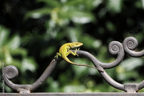 Obraz na płótnie Red anole lizard climbing on ironwork blowing up red throat sack showing non-verbal dominance language