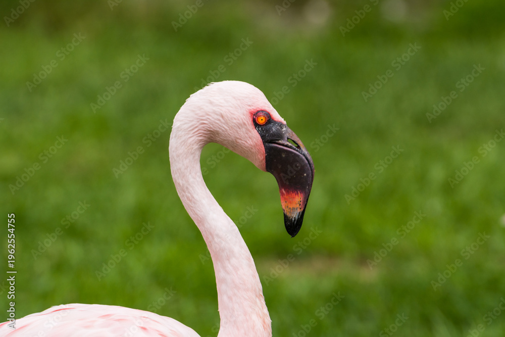 Fototapeta premium Greater flamingos standing on a green meadow near the water close up portrait feathers 