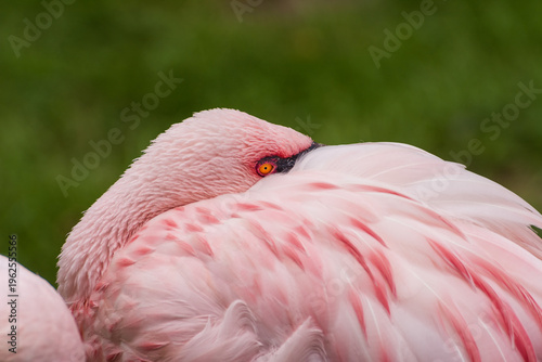 Greater flamingos standing on a green meadow near the water close up portrait feathers
