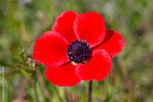 Close up of red anemone cor...