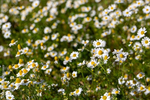 Field of wild chamomile flo...