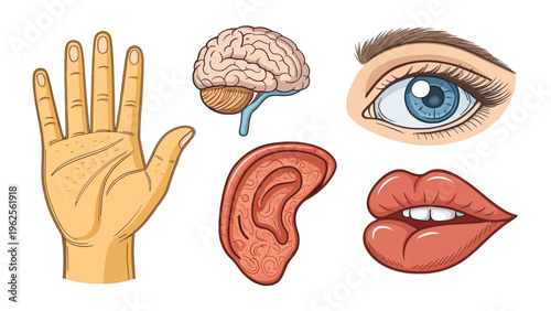 A colorful illustration of human body parts including a hand, brain, eye, ear, and lips.