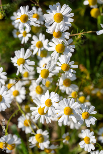 Close up of wild chamomile ...