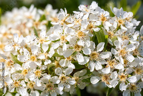 Close up of white wild pear...