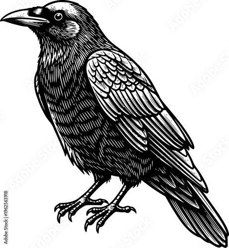Crow Standing Engraving Line Art Illustration for Logo Design, Tattoo, T-Shirt Print, Gothic Artwork and Wildlife Branding