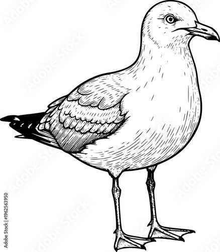 Seagull Standing Engraving Line Art Illustration for Coastal Design, Travel Branding, Logo, Tattoo, T-Shirt Print and Wildlife Artwork