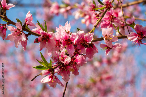 Close up of pink peach tree...