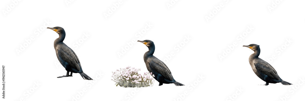 Fototapeta premium Great Cormorant with White Wildflowers Illustration Set - Realistic Aquatic Bird Graphics for Coastal Decor, Wetland Nature Design, and Wildlife Art - High-Quality Isolated Images