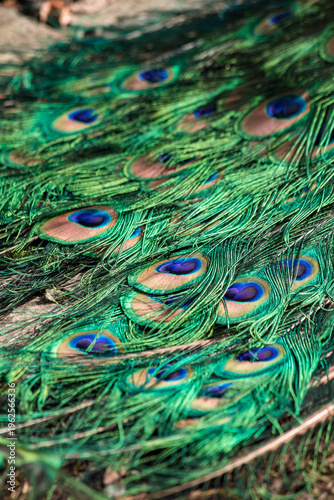 Quadro su tela Close-up of Pavo cristatus tail feathers in Lazienki Park, Warsaw, Poland
