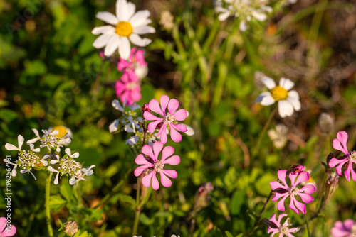 Close up of pink Silene col...