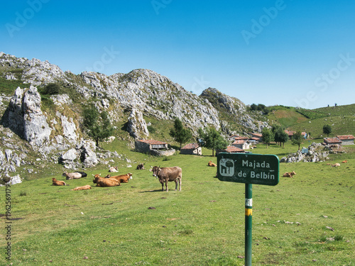 Wide-angle rural landscape showing the unique pastoral architecture and grazing livestock against the rocky Picos de Europa mountains.
