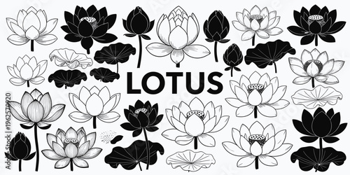 Black and white lotus flowers and leaves bloom blossom