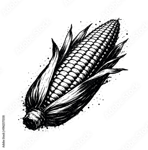 A realistic ear of corn partially peeled, shown in side view and enlarged to dominate the frame on a pure white background, its tapered shape strong and organic
