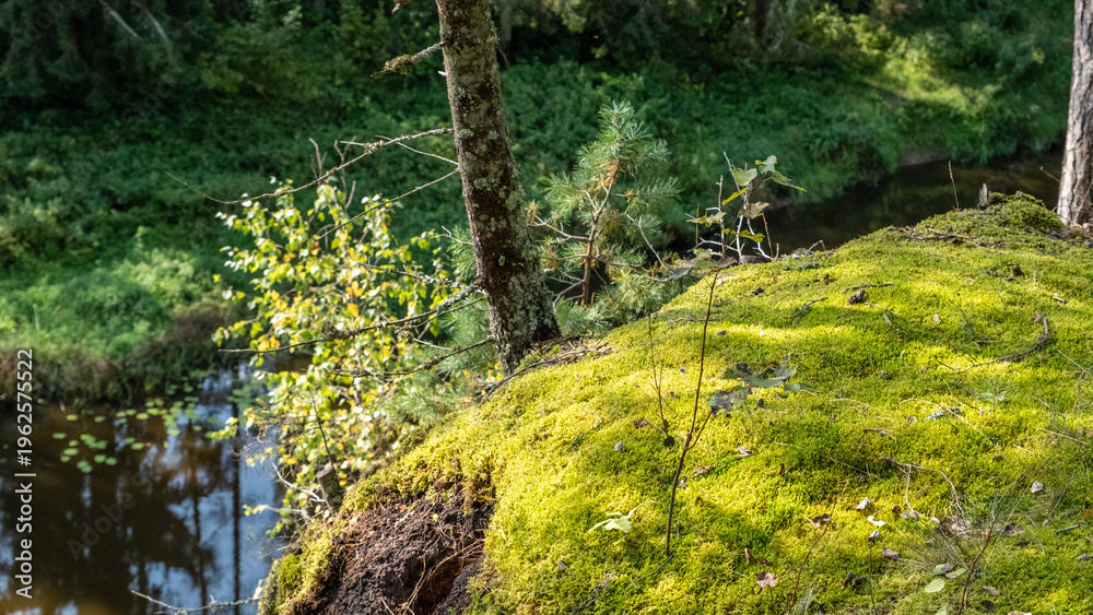 Obraz premium Moss-covered forest bank overlooking a calm river in Latvia