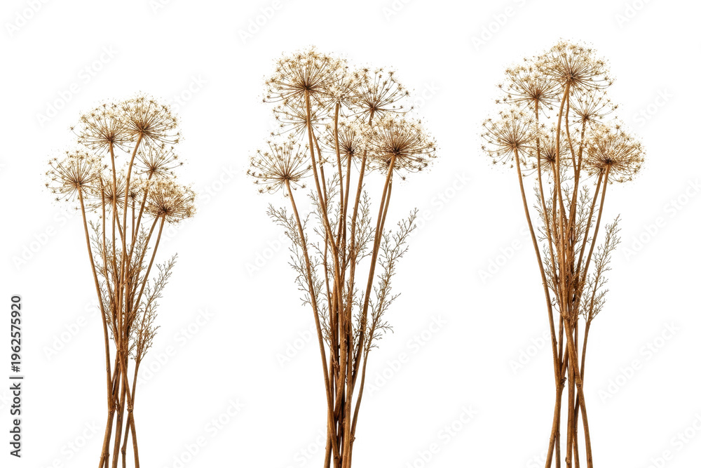 Fototapeta premium Three elegant bunches of dried brown wildflower seed heads arranged in a vertical decorative display isolated on transparent background
