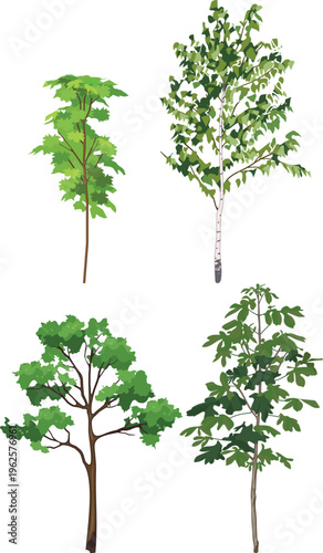 Set of realistic broadleaf trees: maple, birch, oak and horse chestnut isolated on white