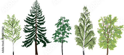 Set of different types of trees isolated on white background. Flat vector illustration