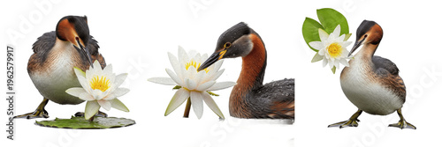 Great crested grebe bird set with white water lily flowers isolated on white background wildlife collection