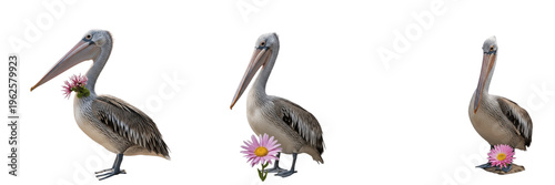 Brown pelican bird set standing with pink flowers isolated on white background wildlife collection