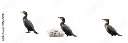Great cormorant bird set standing near white flowers isolated on white background wildlife collection
