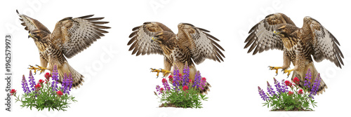 Golden eagle flying and landing on purple lavender flowers isolated on white background bird set