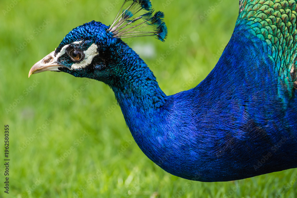 Fototapeta premium Male peacock displaying its beautiful colorful feathers