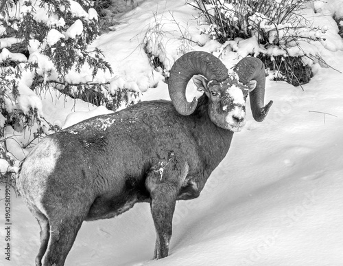Bighorn Sheep with snow on face