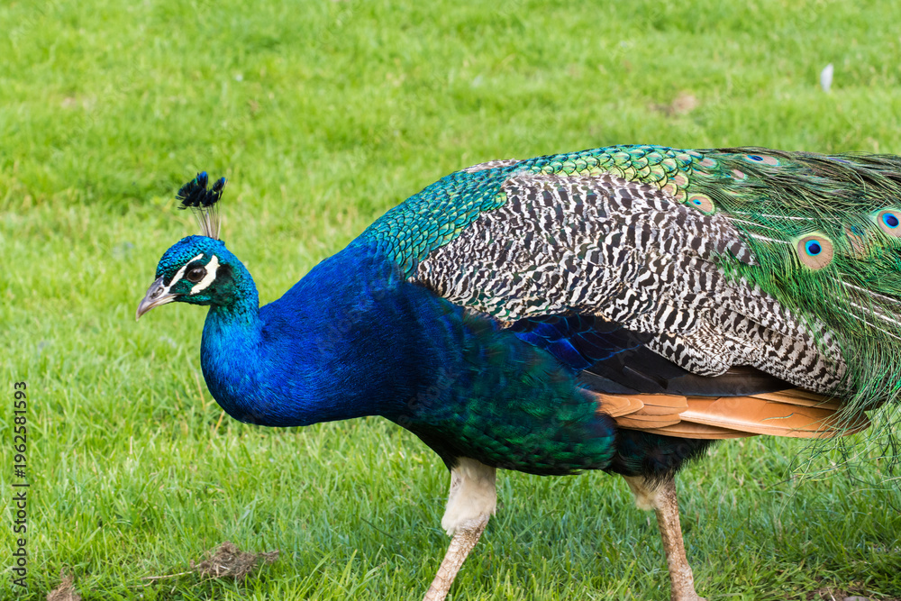Fototapeta premium Male peacock displaying its beautiful colorful feathers